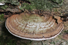 Ganoderma applanatum 2