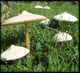 Lepiota clypeolaria2