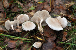 Clitocybe phyllophila