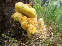 Laetiporus sulphureus   008