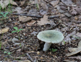 Russula crustosa