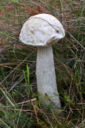 Leccinum holopus 8