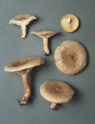 Lactarius helvus2 Mushroom