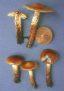 Cortinarius trivialis Mushroom