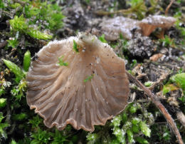 Arrhenia spathulata Mushroom