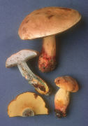 Boletus pseudosensibilis Mushroom