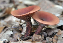 Lactarius camphoratus