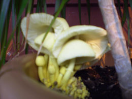 Leucocoprinus birnbaumii2