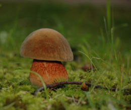 Boletus luridus2