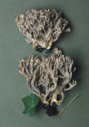 Clavulina cinerea 2 Mushroom