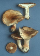 Hebeloma edurum Mushroom