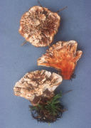 Hydnellum aurantiacum2 Mushroom