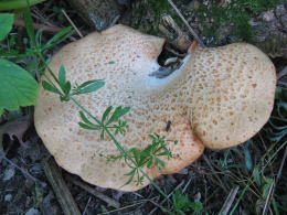 Polyporus squamosus 8