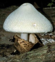 Volvariella bombycina