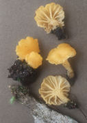 Omphalina luteo vitellius Mushroom