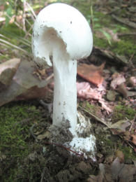Amanita virosa2