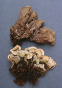 Auricularia mesenterica 3 Mushroom