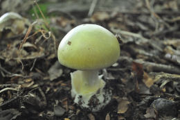 Amanita phalloides 5