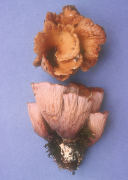 Gomphus clavatus Mushroom