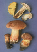 Boletus pseudopeckii Mushroom
