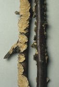 Stereum rugosum Mushroom