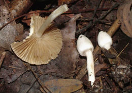 Inocybe geophylla