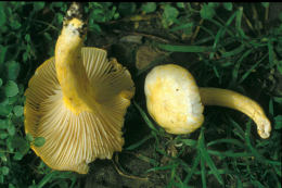 Hygrophorus chrysodon3