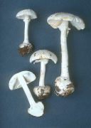 Amanita abrupta Mushroom