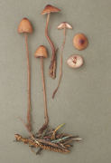 Mycena sanguinoleuta Mushroom
