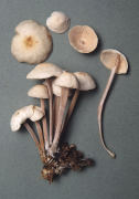 Collybia confluens 2 Mushroom