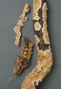 Stereum gausapatum Mushroom