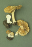 Inocybe praetervisa Mushroom