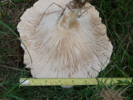 Leucopaxillus giganteus