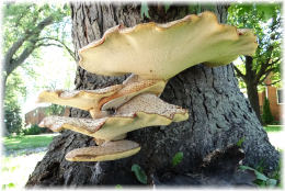 Polyporus squamosus 8