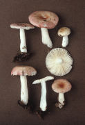 Russula betularum Mushroom