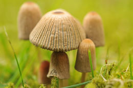 Coprinus micaceus  1