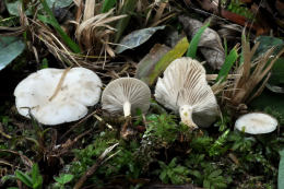 Clitocybe fragrans3