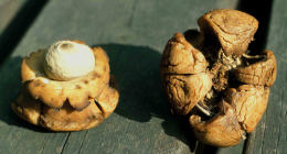 Geastrum triplex7