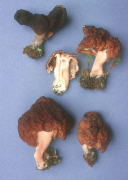 Gyromitra esculenta Mushroom