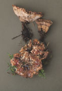Hydnellum peckii2 Mushroom