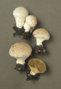 Lycoperdon perlatum5 Mushroom