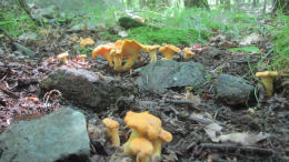 Cantharellus cibarius2