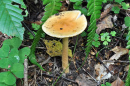 Amanita crocea4USA