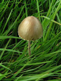 Panaeolus sphinctrinus