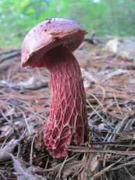 Boletus frostii2