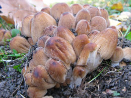 Coprinus micaceus  1