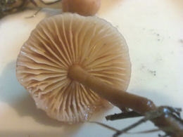 Marasmius oreades4