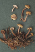 Cudonia confusa Mushroom