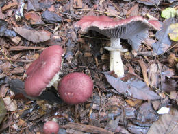 Stropharia rugosoannulataWF