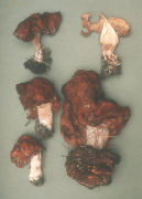 Gyromitra infula2 Mushroom